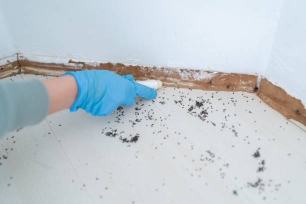 Flea Control Services in Triana, AL